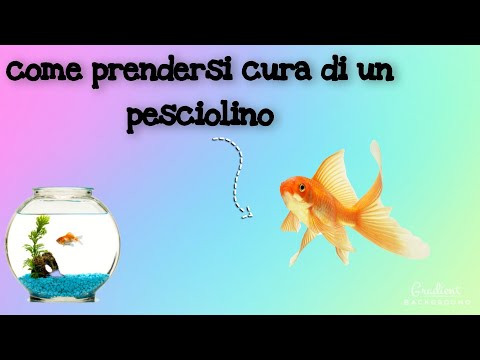 COME PRENDERSI CURA DI UN PESCE | RICHIESTO  ❤🐠 | Vale 🐾