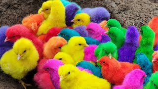 Catch Cute Chickens, Colorful Chickens, Rainbow Chicken, Rabbits, Cute Cats,Ducks,Animals Cute #079