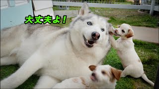 置き去りされた5匹の子犬たちに何されても怒らないハスキー・優しいすぎる