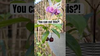 You can actually eat fuchsia berries #gardening #edible #plants @wendiland