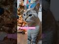 #cat #viralvideo #michis