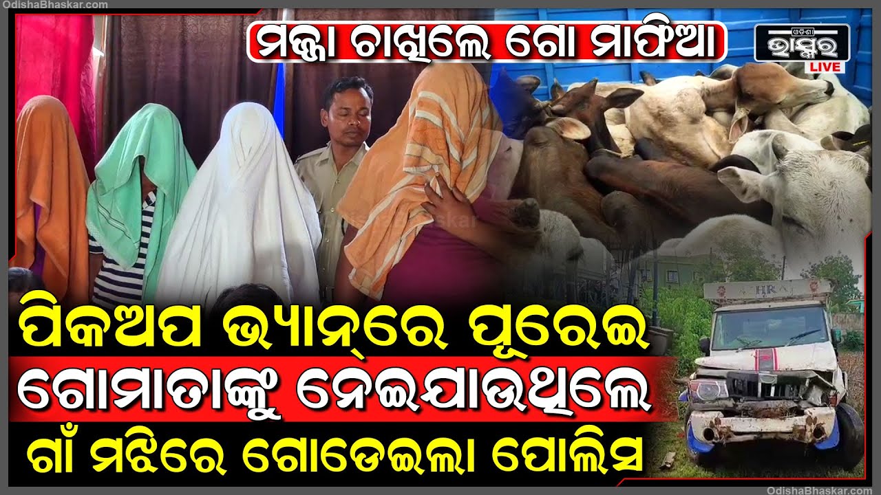 ପିକଅପ ଭ୍ୟାନରେ ଲୁଚେଇ ଗୋମାତାକୁ ପୂରେଇ ଫେରାର ମାରୁଥିଲେ ଗାଁ ମଝିରୁ ଗୋଡେଇ ଗୋଡେଇ ଧରିଲା ପୋଲିସ