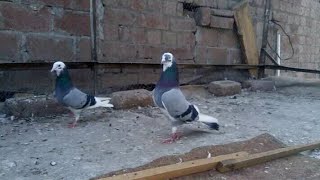 Aj Cri Mari Ki Jal Se 2Bacha Pakra Sabz Or Galbi Colre Laga