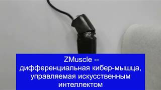 Что Такое Zmuscle?