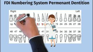 FDI tooth numbering system/world dental federation