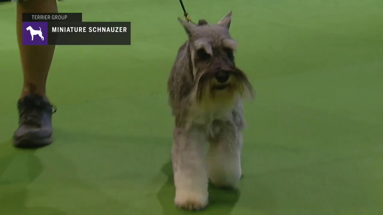 Miniature Schnauzers | Breed Judging 