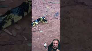 Caninana abusada em Diamantina | SEMANA DAS COBRAS EPISÓDIO 32 #spilotespullatus #biologohenrique