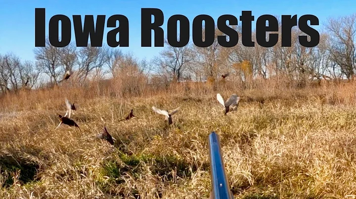 HUGE FLUSH! Iowa Pheasant