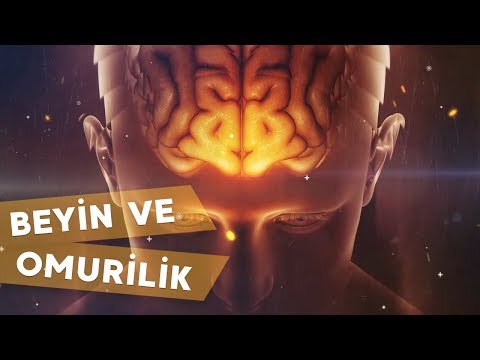Video: İtlərdə Beyin Və Onurğa Beyni Iltihabı (meningoensefalomiyelit, Eozinofilik)