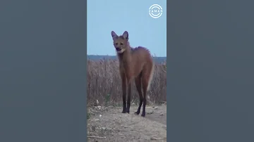 الذئب ذو العرف له جسد ذئب على وجه ثعلب وأرجل غزال من اغرب واندر انواع فصيلة الكلبيات Shorts 