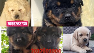 Cheapest Price Rottweiler Dog for sale in Dehrdadun HARIDWAR muzaffarnagar pet shop DEHLI Ncr #dogs
