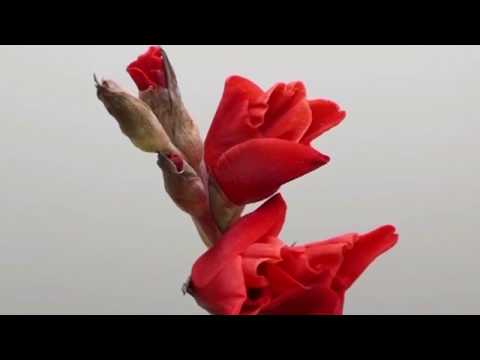 Video: Gladiolus uchun hamroh o'simliklar - Bog'da Gladiolus bilan nima ekish kerak