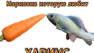 видео: Марковка на хариуса быстро просто и уловиста #рыбалка #2024 #мушкинахариуса картинка: Марковка на хариуса быстро просто и уловиста #рыбалка #2024 #мушкинахариуса