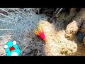 【激闘！西表島】サメニンとマングローブの森の探検！