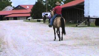 Rowdy Rawhide's Wiley