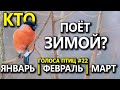 Какие птицы поют зимой и в марте? #ГолосаПтиц 22