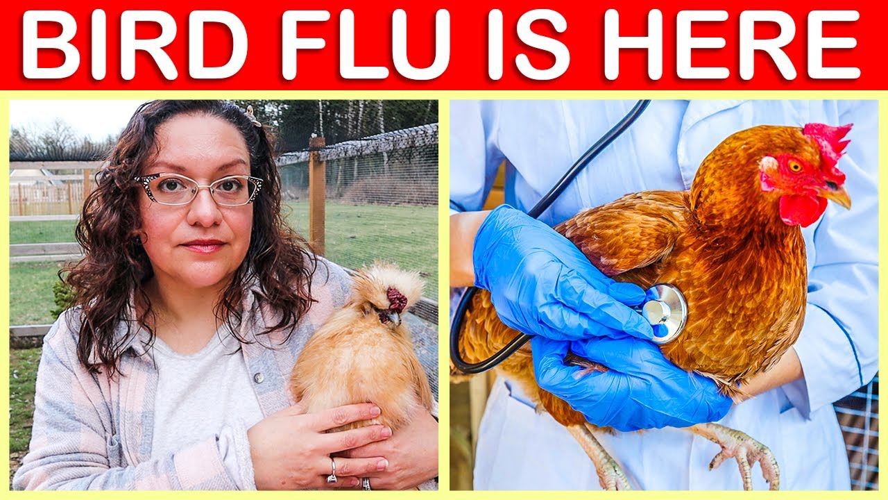 Prepare Your Chickens Now