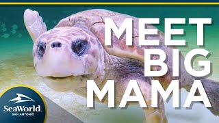 SEA TURTLE RESCUE - Meet Big Mama!
Meet Big Mama, a rescued Loggerhead sea 🐢 that will be calling Turtle Reef home! Watch her rescue story and be sure to meet her in person at Turtle Reef. NOW OPEN!
SeaWorld San Antonios newest animal attraction, Turtle Reef, along with two new thrilling rides Riptide Rescue and Sea Swinger, will officially open.
Turtle Reef is a fascinating new attraction that will enable guests to get an up-close look at endangered and rescued sea turtles. Plus, there are two thrilling new rides that will debut in the same area, Riptide Rescue and Sea Swinger.
At Turtle Reef, guests can look into a 126,000 gallon habitat with floor-to-ceiling underwater viewing that will provide an immersive and educational look at the underwater world of threatened and endangered sea turtles and hundreds of multi-colored tropical fish. The habitat also features a unique natural bio-filtration process, the only one of its kind in a zoological setting in the United States. The thrills continue with Riptide Rescue, where guests will set out on their own sea turtle rescue mission aboard this classic exciting spinner ride. Completing the new attractions coming this Spring is Sea Swinger, a pendulum ride that will swing guests 180 degrees in both directions with amazing views of the park and a real thrill for all who ride. SEA TURTLE RESCUE - Meet Big Mama!