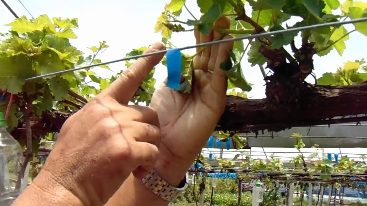 สำนักงานเกษตรอำเภอแจ้ห่มตอนการตัดแต่งองุ่น 01