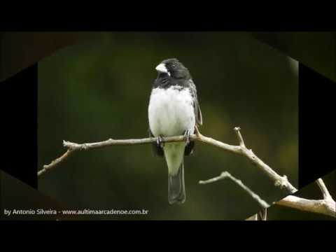 Papa-capim-cinzento - eBird