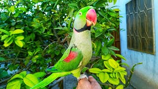 Talking Raw Parrot