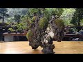 創作石付き盆栽【八房スギ】 ♯729