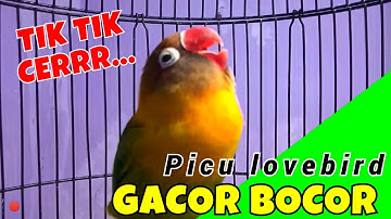 Suara Burung Lovebird, Lovebird Ngekek Panjang Ini Memicu Lb Fighter & Lb Konslet Ngekek