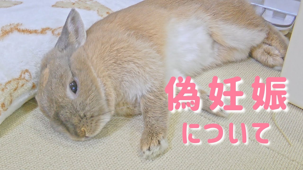 偽妊娠 うさぎさんが自分の毛を抜いてしまいました Youtube