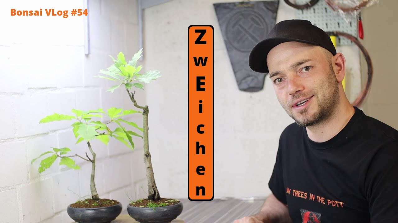 Die ZwEichen Bonsais mit besonderer Geschichte [Umtopfen