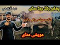 Maweshi mandi ring road peshawar latest updates baray or chotay janwar munasib rates bakra eid 2024