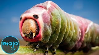 top 10 weirdest insects