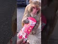 Monkey sends out red envelopes for good luck in New Year