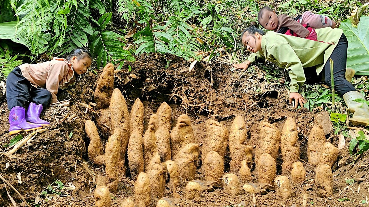 Harvest many giant yams located deep within the earth for sale and cooking | Tương Thị Mai