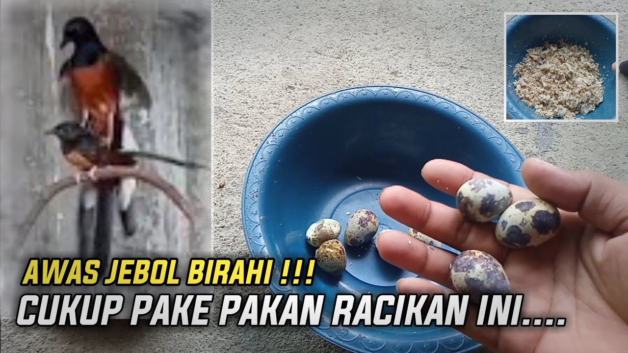 TERBUKTI!!! Cara menaikan birahi murai batu agar cepat kawin dan produksi