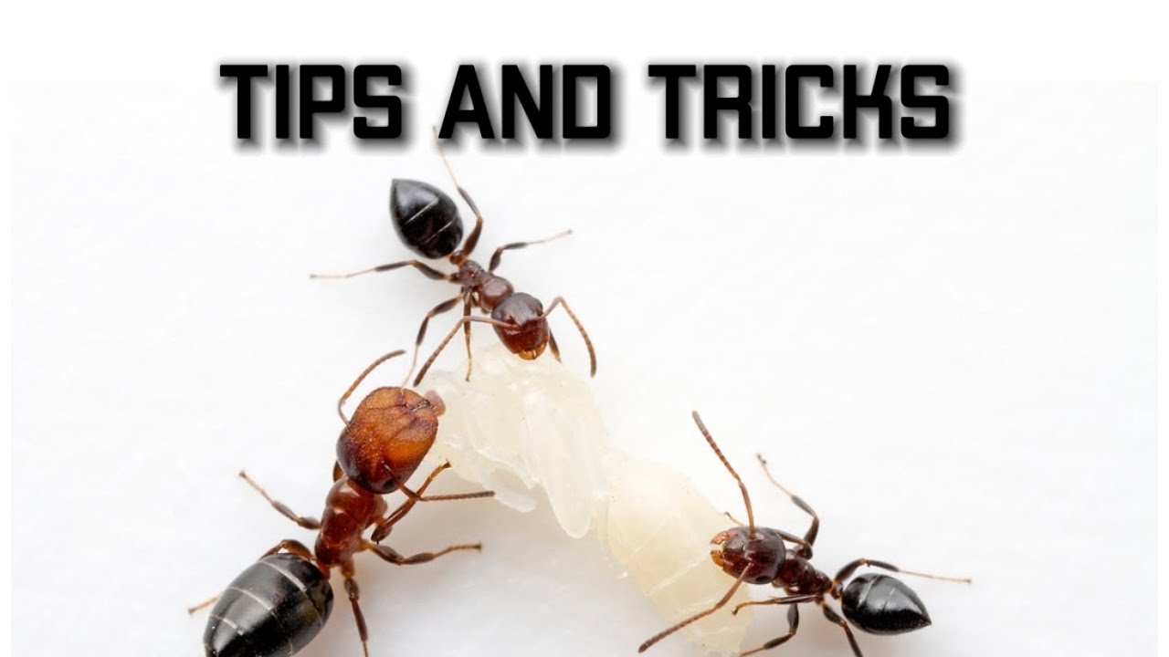Beginner’S Guide To Ant Keeping: Tips And Tricks For Starting Your Own ...