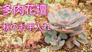 【多肉植物】多肉花壇の秋のお手入れスタートしました！