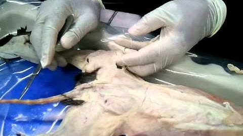 AMY 2A - Cat Dissection Part 3