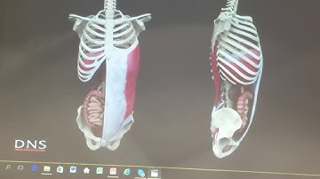 This Video Demonstrates how Diaphragmatic Breathing Proper Breathing Massages our Abdominal Organs