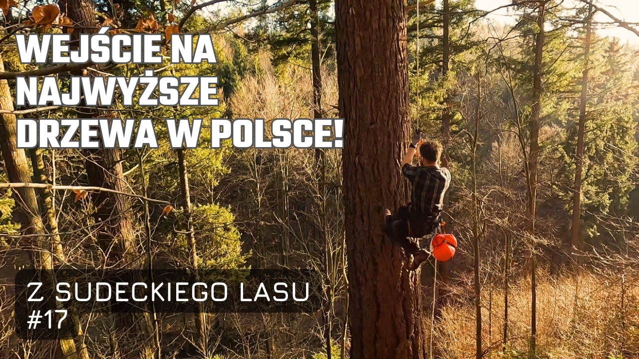Wejście na najwyższe drzewa w Polsce! - VLOG 17
