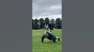 Border Collie Helps With Push Ups ViralHog 