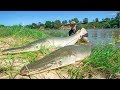 Catching 2 GIANT Alligator Gar at ONCE!!! (150LBS)