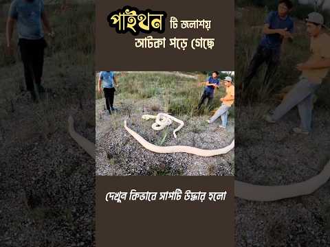 দেখুন কিভাবে পাইথন গুলো উদ্ধার হলো #anaconda #snake #python  #অজগর #পাইথন #shorts #viral