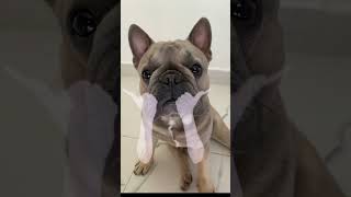 Frenchie slaying  #frenchie #frenchbulldog #funny #dog #slay #tiktok