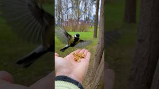 Грецкие орехи чуют заверсту🥰 tasty nuts 🌰 #birds #nature #природа #птицы #животные