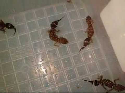 lizard skin grips Intro To Thick tailed geckos