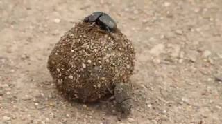Dung Beetles Just Keep Rolling Pt II Dance Hall Style