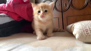 Cute Persian kitten | Punpuni | Funny Persian by Persian Cat 379 views 10 months ago 3 minutes, 8 seconds