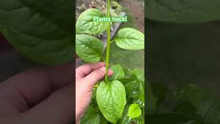 PLANT HACK!
