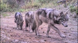 5 GRAY WOLVES THAT KILLED GOATS