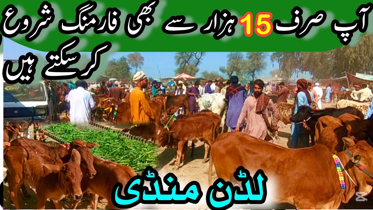 ZERO SIZE CHOLISTANI SAHIWAL CALVES LATEST PRICE IN PAKISTAN | Luddan Mandi Update || Bachra Farming